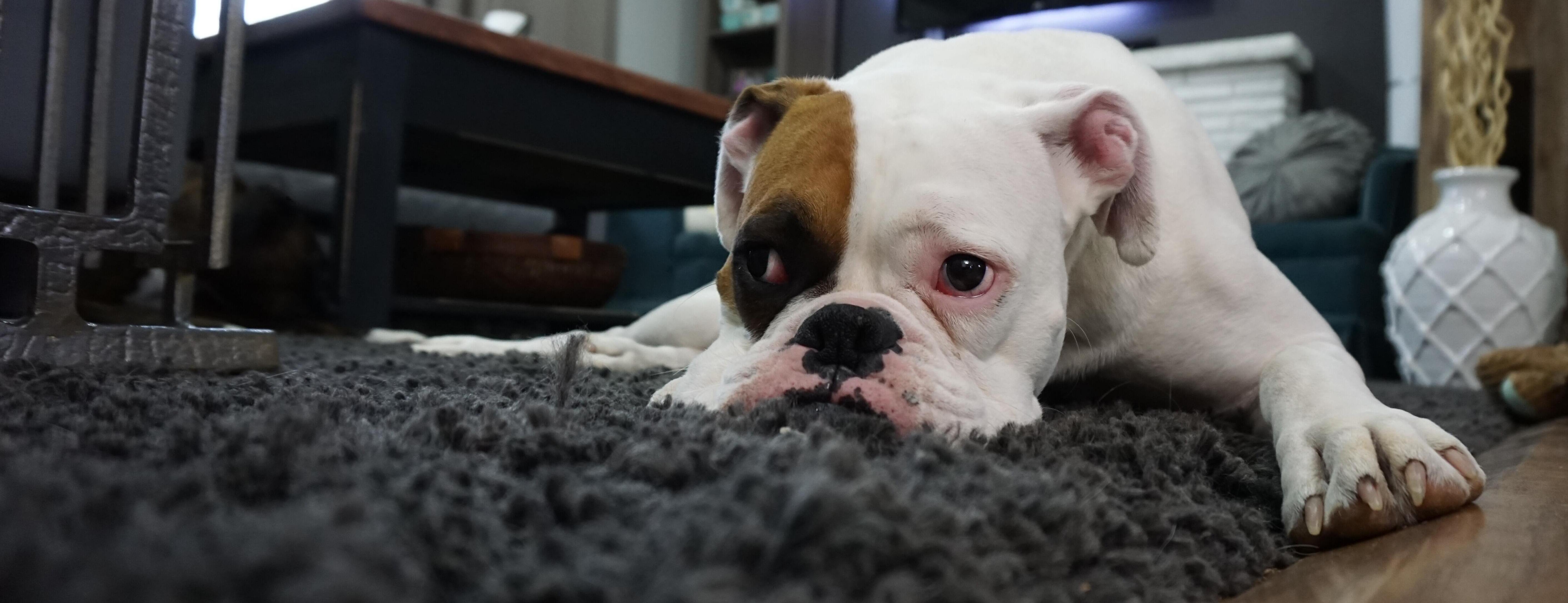 Oriental rug cleaning